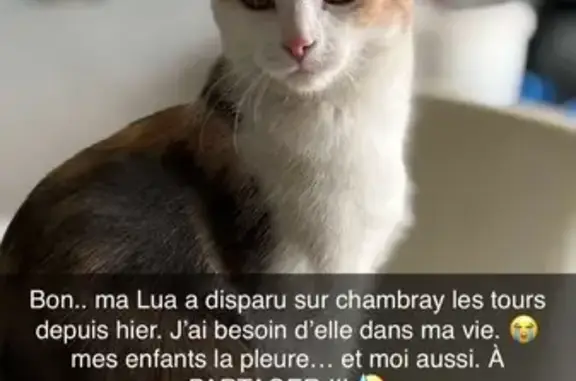 Animaux perdus , photo: Tricolore disparue à Chambray-lès-Tours