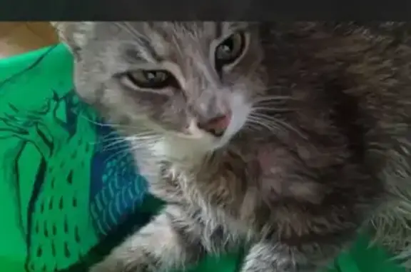 Зникла кішка на проспекті Банд...