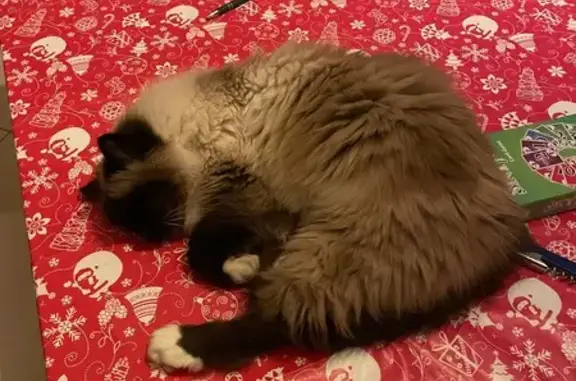 Animaux perdus Seloncourt, photo: Chat Sacré de Birmanie perdu à Seloncourt