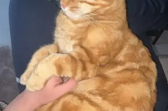 Chat roux et blanc disparu à Caumont - photo