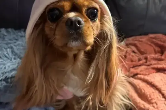 Missing Ruby Cavalier in Westport