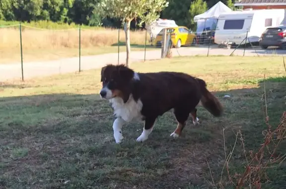 Chien perdu , photo : Chien disparu Ruben, 78 Baigneaux