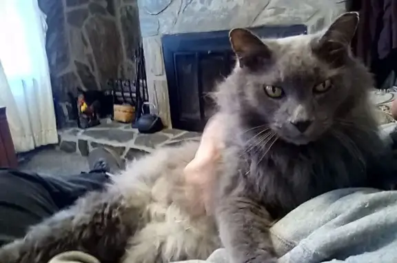 Missing Gray Cat: South Crossroad, 146 - photo
