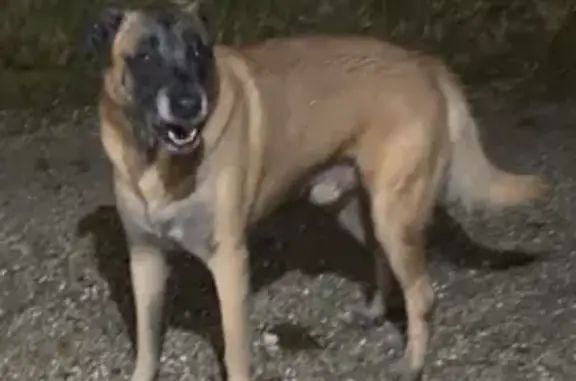 Animaux trouvés , photo: Chien trouvé avec 2 autres à Crolles
