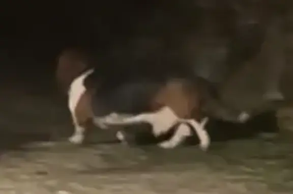 Animaux trouvés , photo: Chien trouvé avec 2 autres à Crolles
