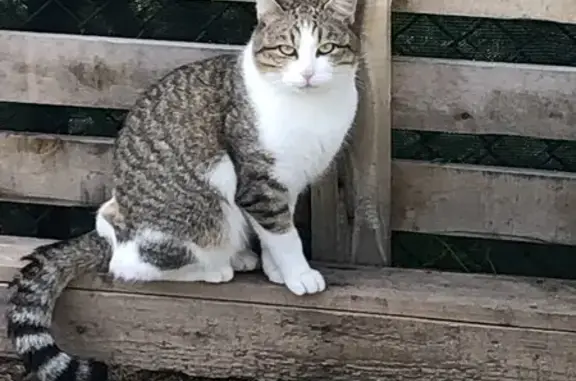 Chat perdu : tigré/blanc, méfiant, musclé - photo