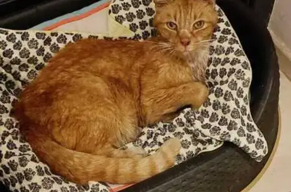 Chat trouvé Mons-en-Barœul, photo: Chat roux sociable trouvé à Mons-en-Barœul