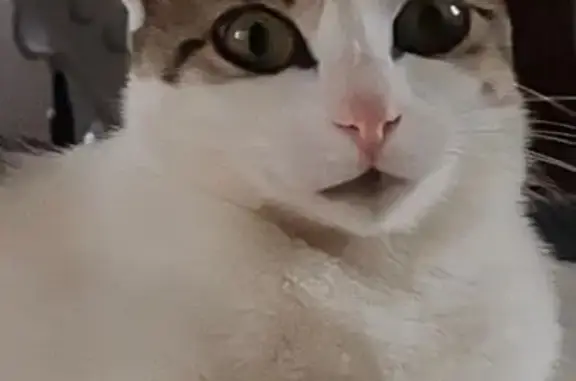 Chatouille, chatte grise tigrée perdue à Théza - photo