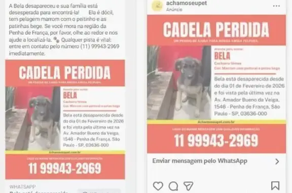 Cachorro perdido