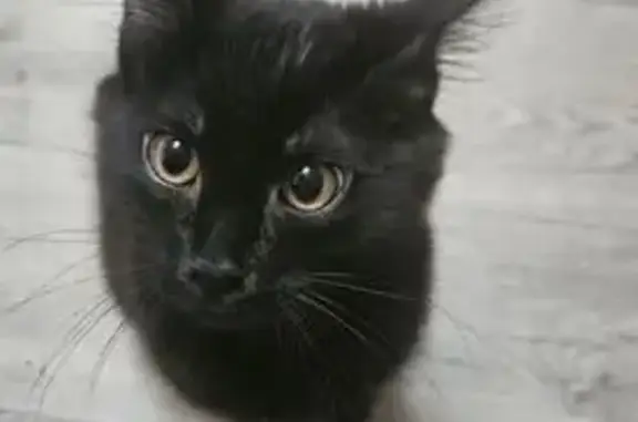 Chat perdu : José, affectueux mais peureux - photo