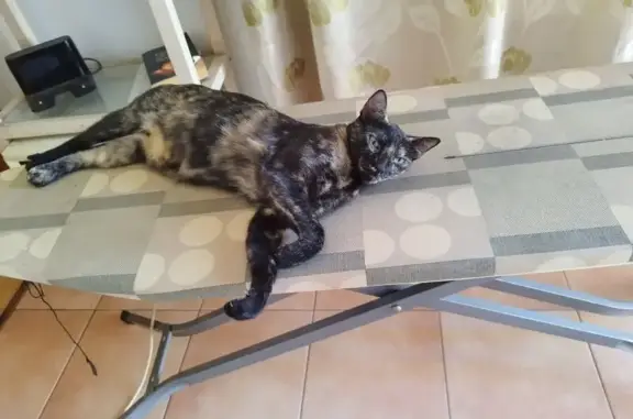 ¡Gata Carey Perdida! Collar Amarillo, Marjal 12A