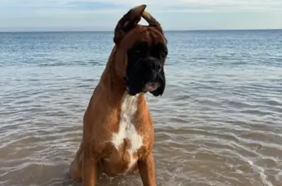 ¡Ayuda a encontrar a Eyko, boxer perdido!