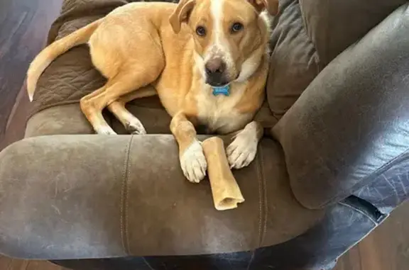 Missing dog San Antonio, photo: Help Find Duke: Tan & White Dog Missing