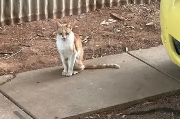 Friendly Ginger Cat Found on H...