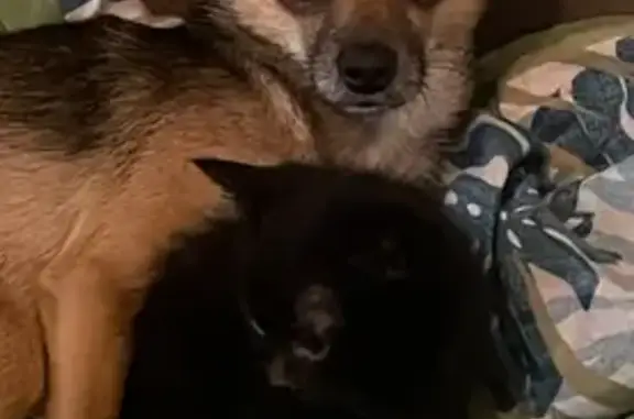 Lost Dog Near Dorsett Shoals, Douglasville