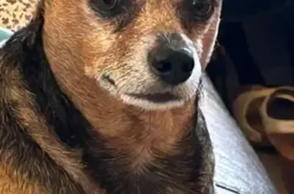 Lost Dog: Black & Brown, Lehua St, HNL