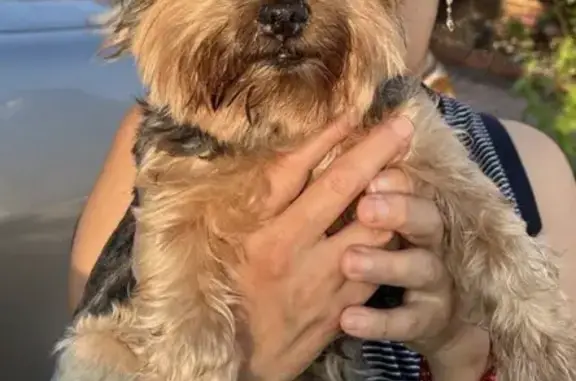 Lost Yorkie Near Sunrise Hwy Dealership