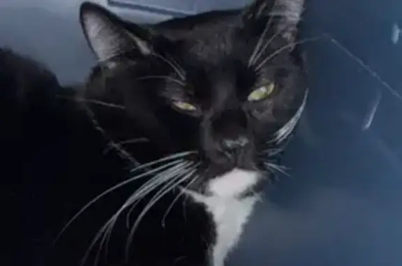 Found cat , photo: Found: Black & White Cat on Avenue P