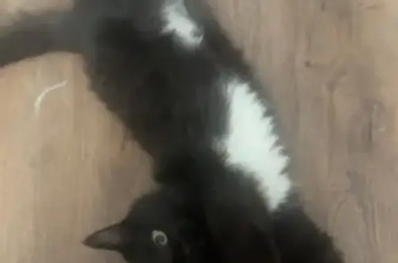 Lost Black Cat: Green Eyes, Vista Lane