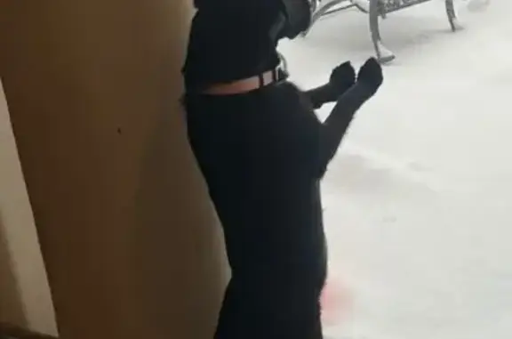 Lost Black Lab/Collie Mix in St. John