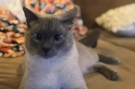 Missing cat Orem, photo: Missing Shy Siamese Cat in Orem