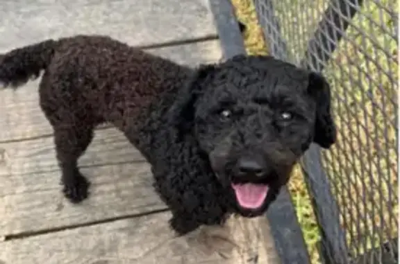 Lost 3-Legged Black Dog: Inman Area