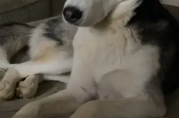 Lost Husky: Black & White, Chapin SC