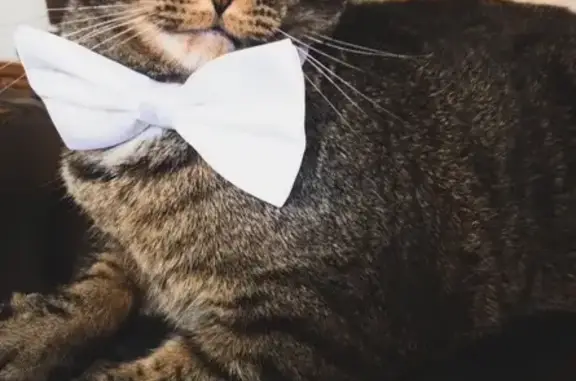 Lost Tabby with Unique Tail & Eyes