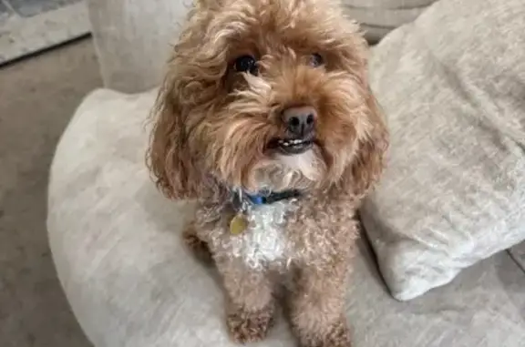 Missing Toy Poodle: Meadow Lane Alert!