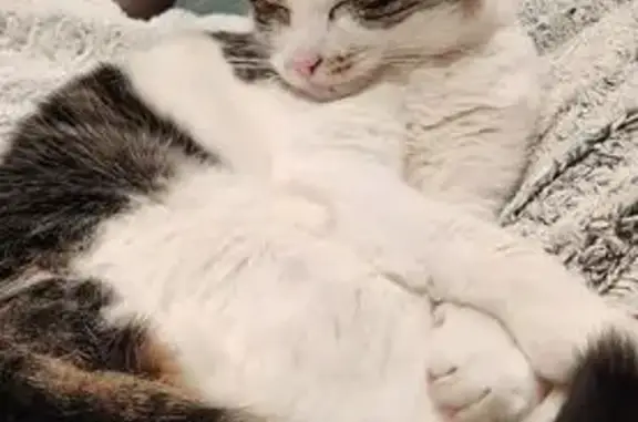 Chat perdu, Fontcouverte, photo: Chat Pouick disparu lors de la tempête