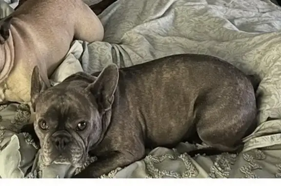 Lost Dog Grey: Muscular, Crooked Tail