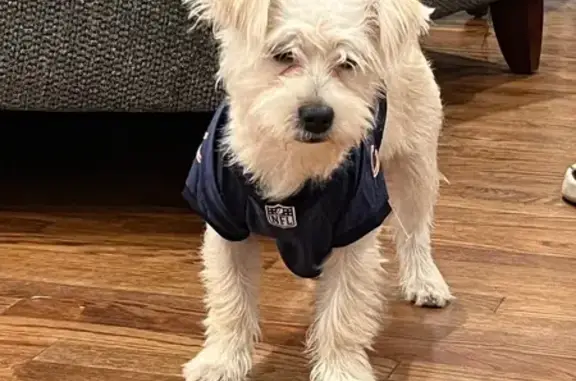 Lost Dog: White & Yellow in Fort Wayne