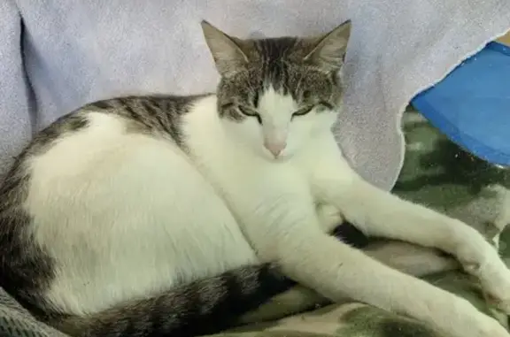 Lost Tabby Cat in Whitesburg, GA