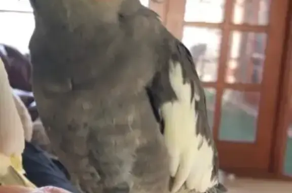 Lost pets Melton, photo: Lost Bird Charlie: Help Find Her in Melton!