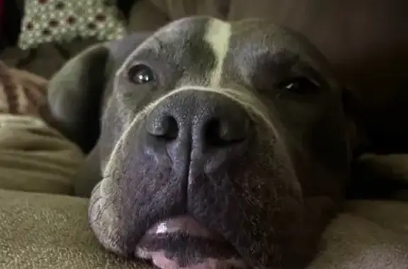 Lost Dog in South Fulton: Grey & White