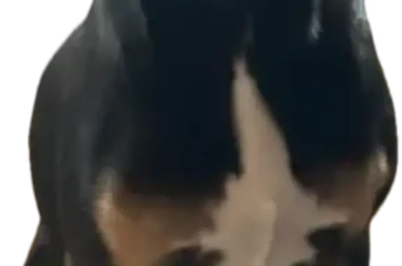 Lost Beagle Mix: Black with Brown & White