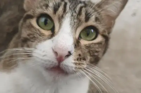 Se busca: Gatita atigrada perd...