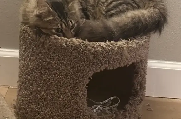Lost Kitten: Fluffy Tailed Tabby in Dallas - photo