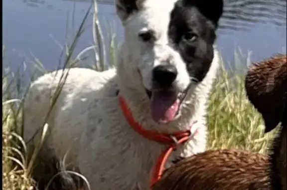 Lost and found pets Tennessee Ridge, photo: Help Find Frazier: Missing in Rossville, TN