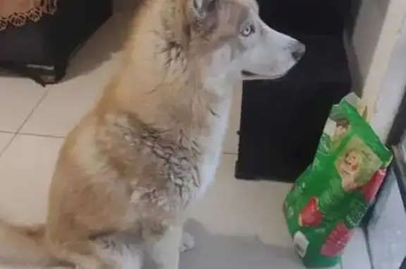 Perro Perdido: Yako, 6 Años, S...