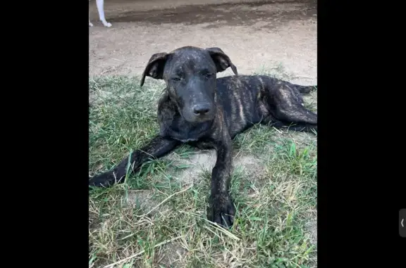 Help Find Cali: Missing in Rossville, TN