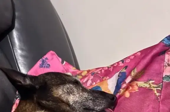 Lost Dog: Friendly, Chunky, Teal Harness