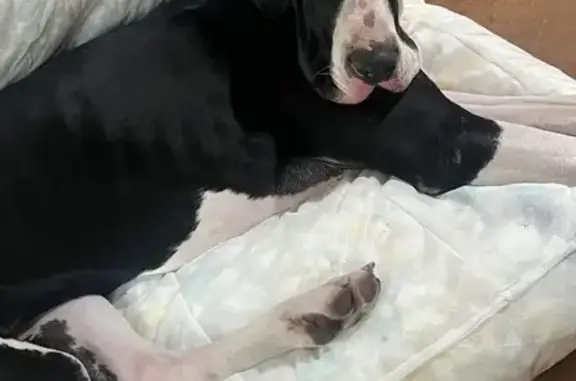 Lost Great Dane: Dexter on Corner Rd