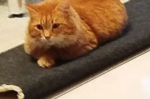 Chatte rousse perdue au Blanc-Mesnil - photo