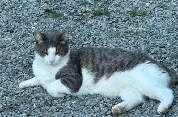 Chatte Mila perdue à Saint-Jouin-Bruneval - photo