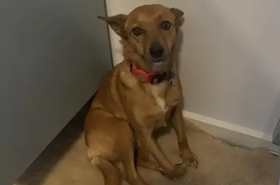 Lost pets Bayside, photo: Lost Red Kelpie Mix in Hampton Area