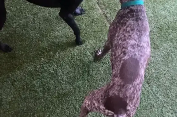 Perro Perdido en Can Pastilla: Vieja y Cariñosa