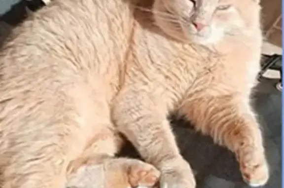 Chat roux tigré 9 ans perdu à Ploeren - photo