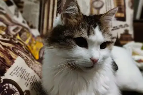 Кішка худорлява і довгошерста. Чорно-біла. Дуже ляклива. Зникла в будинку Сергія Набоки 12. Вийшла в коридор