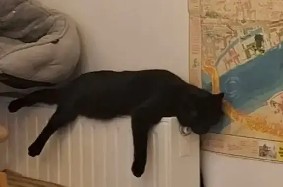 Chat perdu, Nantes, photo: Petite chatte noire perdue à Nantes